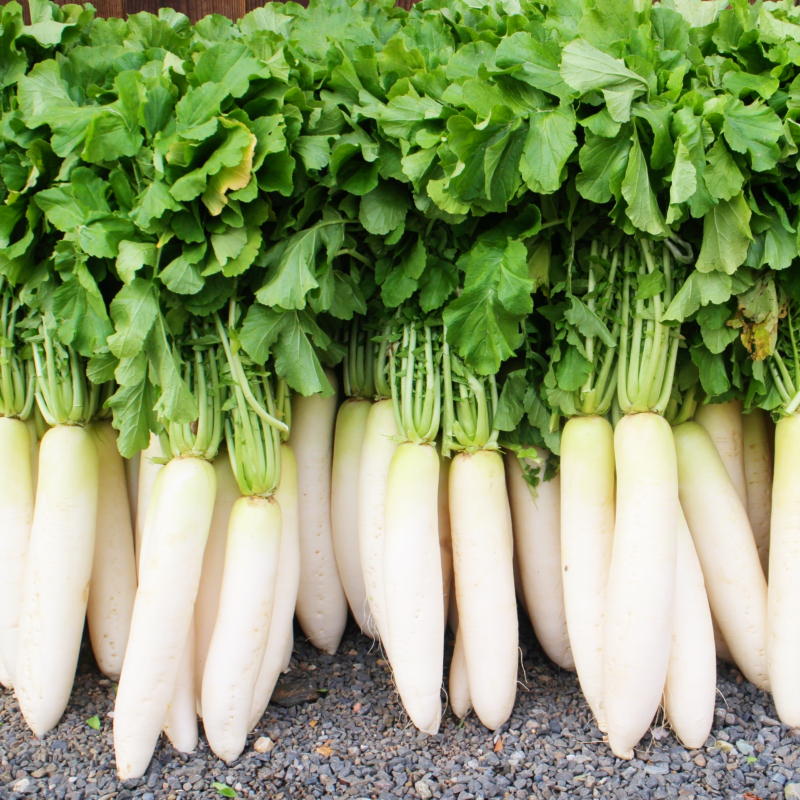 Daikon Rettich frisch geerntet