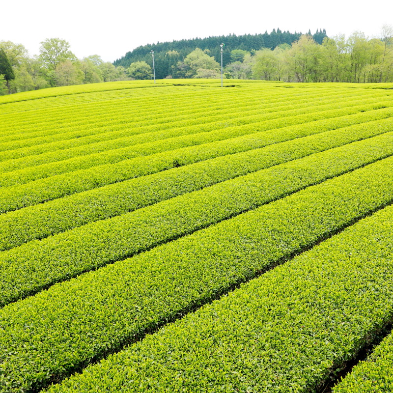 Teegarten in Japan